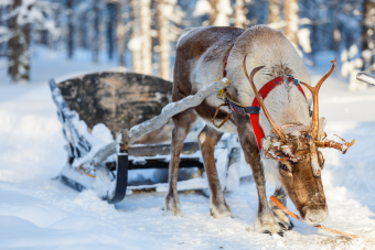 Reindeer and Why They Are Associated With Christmas - Crafty Puzzles Blog